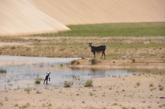 Cabra recém nascida corre para a sua mãe, perto de Atins, nos Lençóis Maranhenses - MA